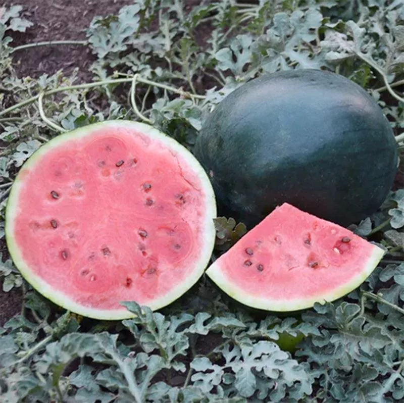 Blacktail MountainWatermelon Seeds (Organic)