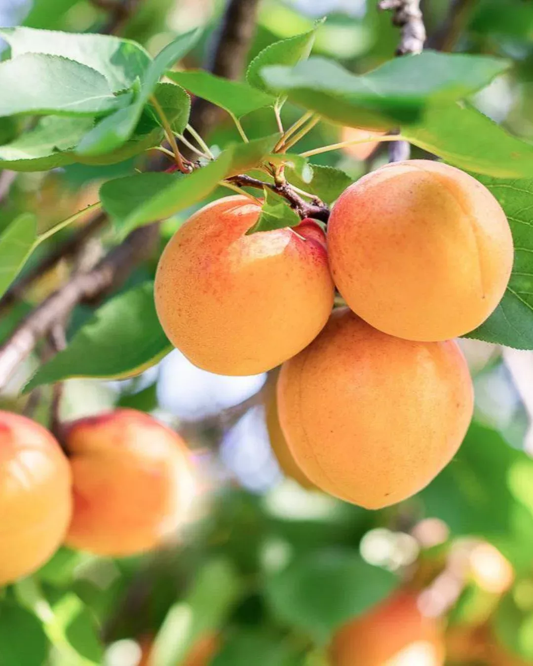 Blenheim Apricot #5-Super (Myro 29C)