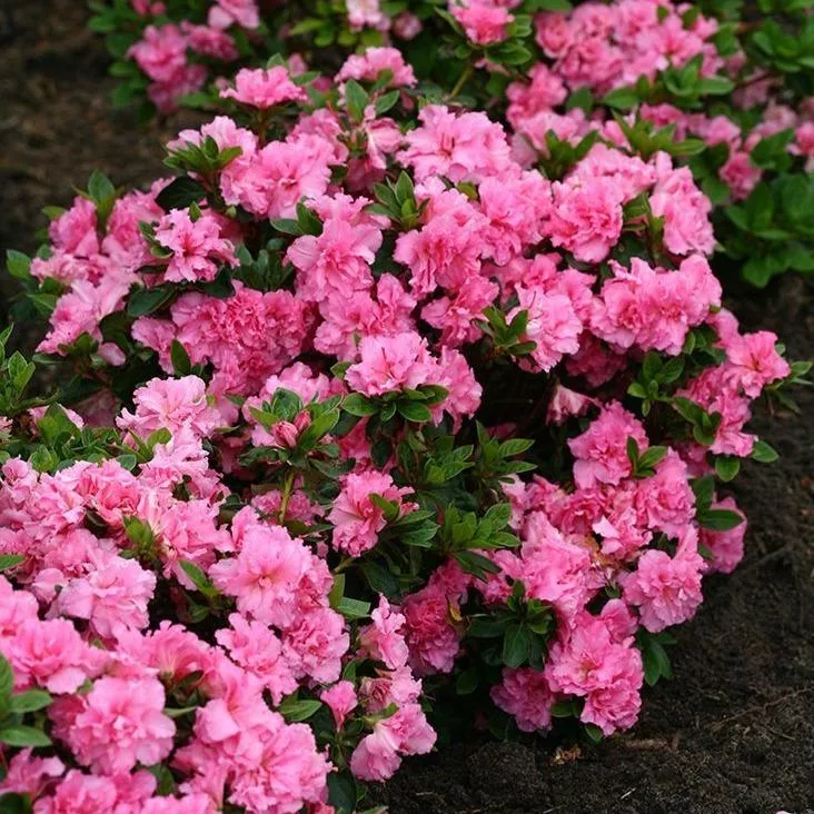 Bloom-A-Thon Pink Double Azalea
