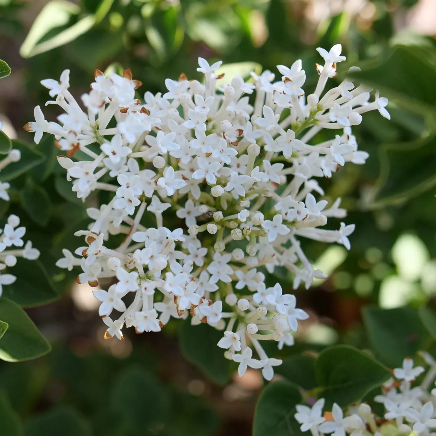 Bloomerang Showmound Reblooming Lilac (Syringa)