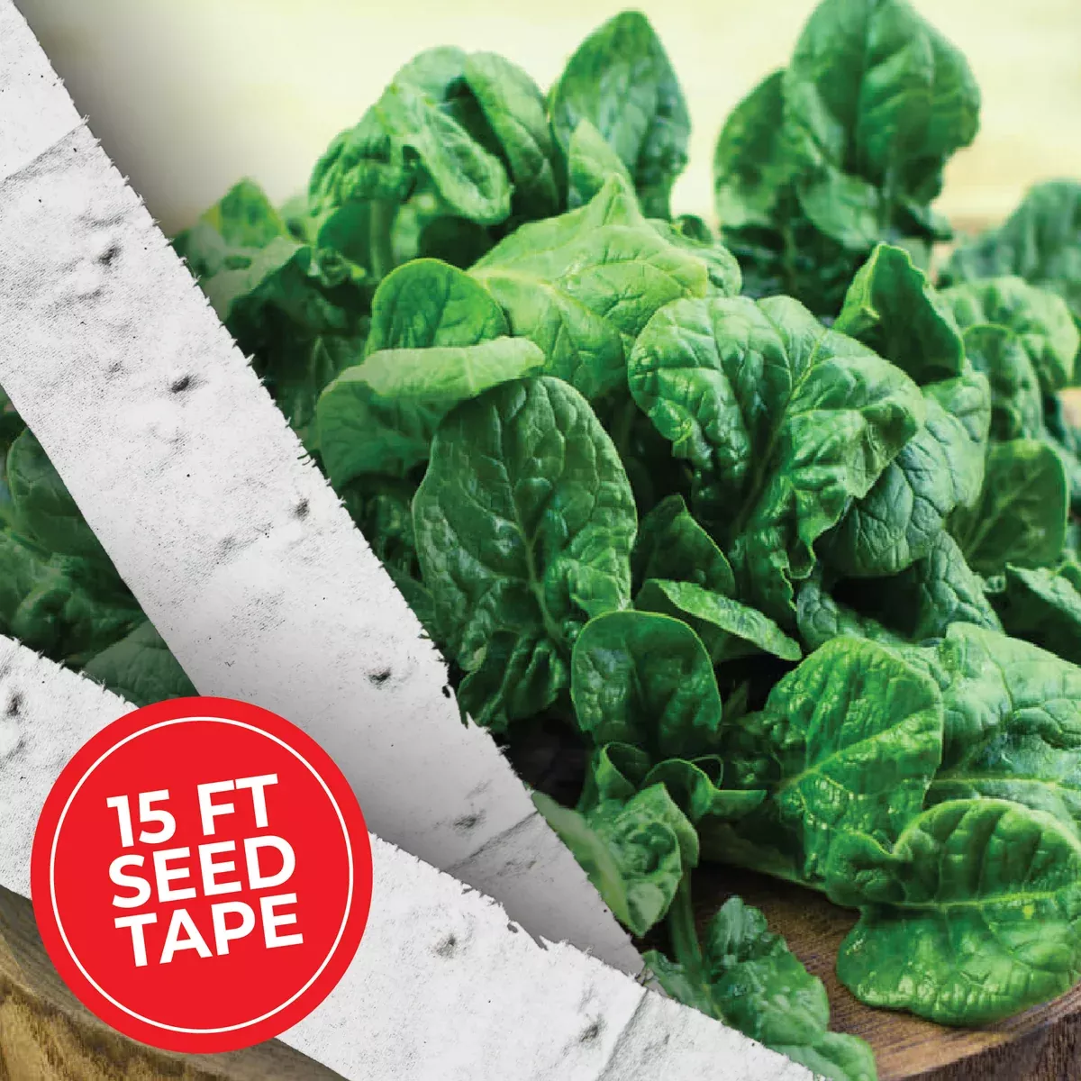 Bloomsdale Spinach Seed Tape