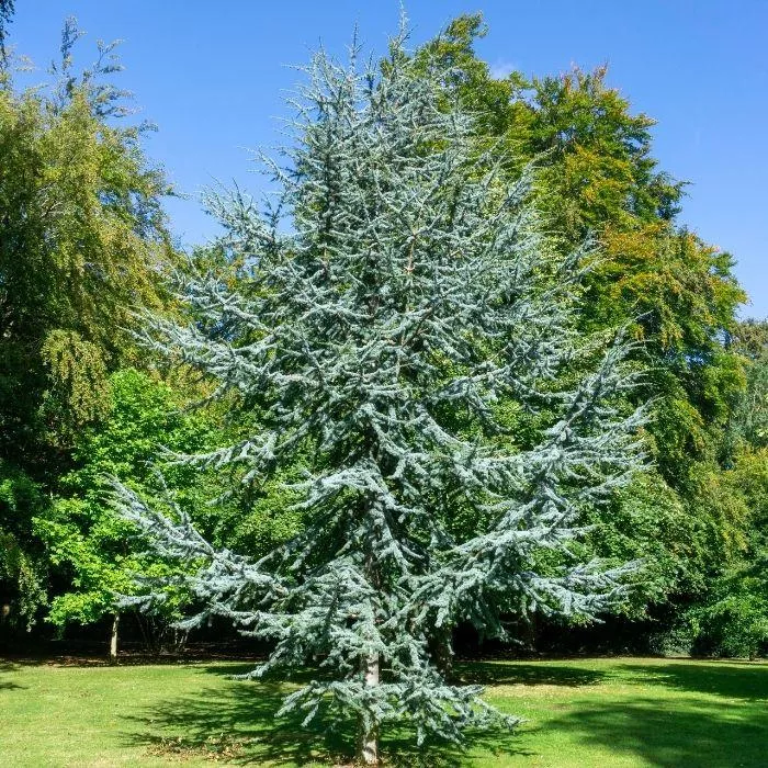 Blue Atlas Cedar