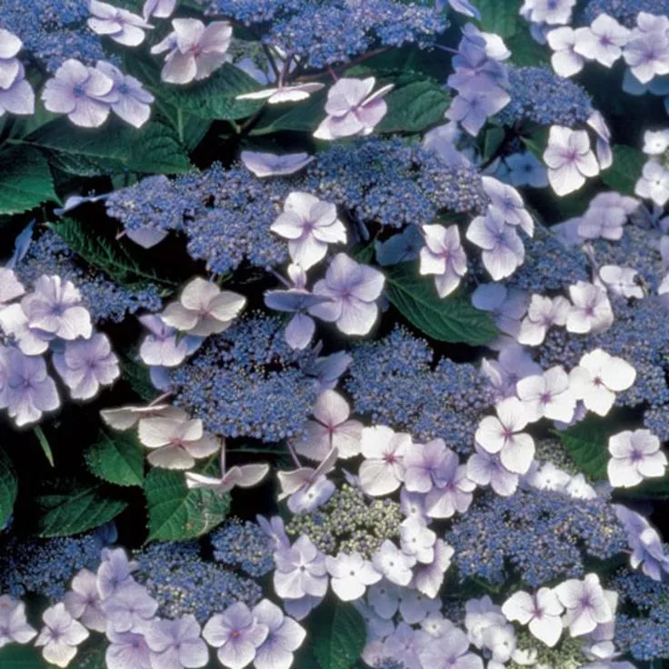 Blue Billow Hydrangea