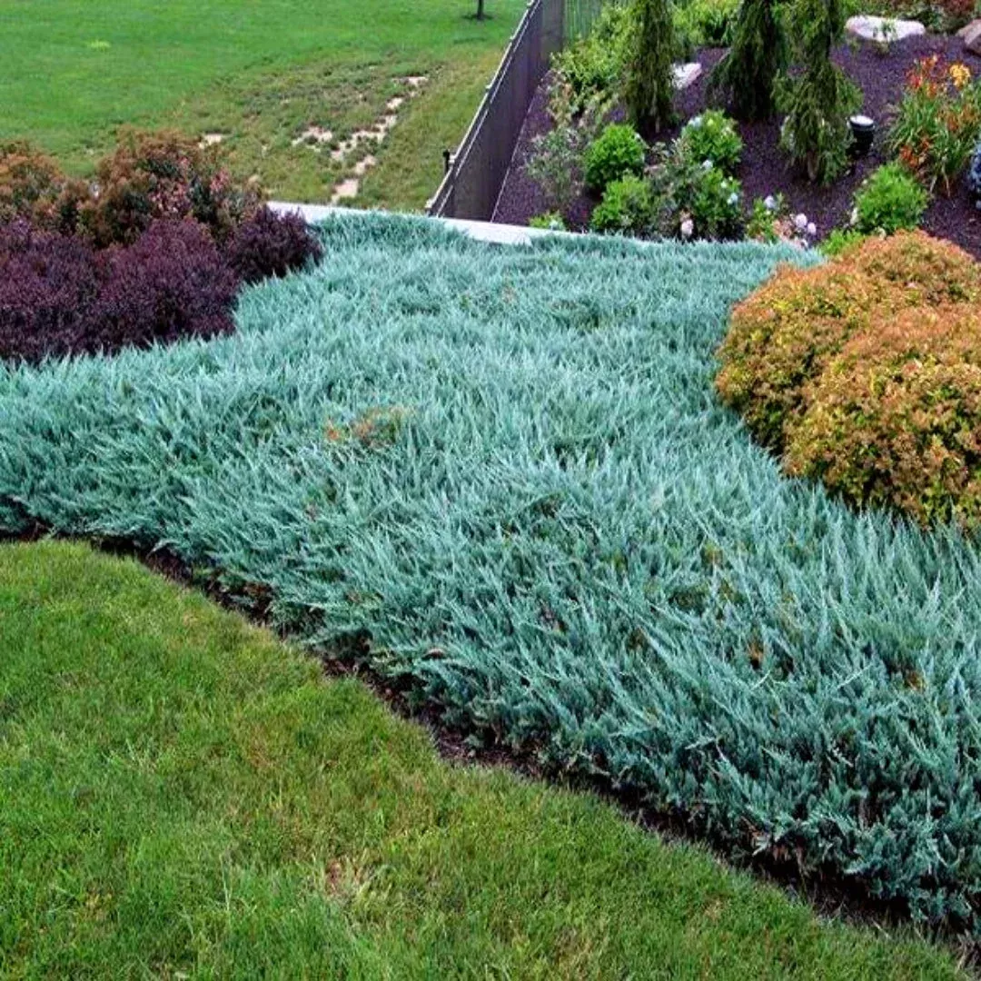 Blue Chip Juniper