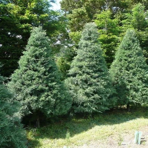 Blue Ice Cypress