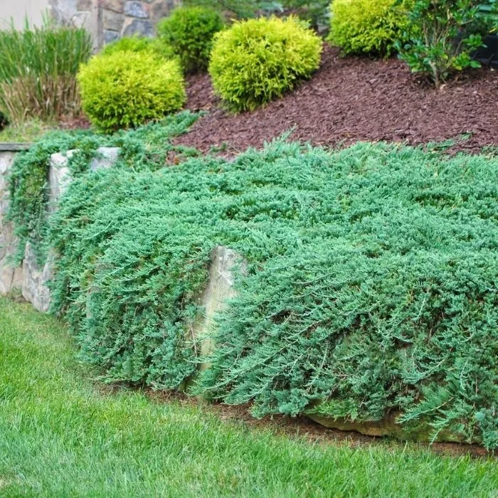 Blue Rug Juniper