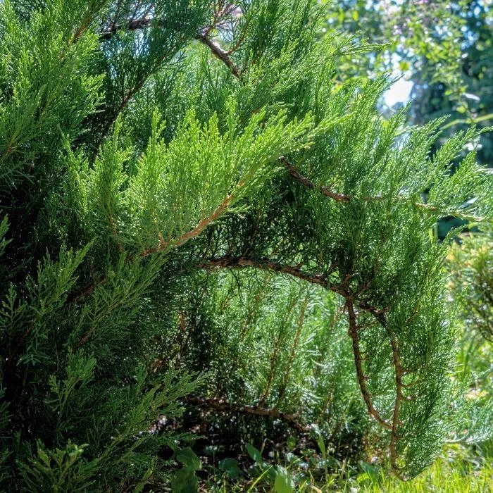 Blue Tamarix Juniper