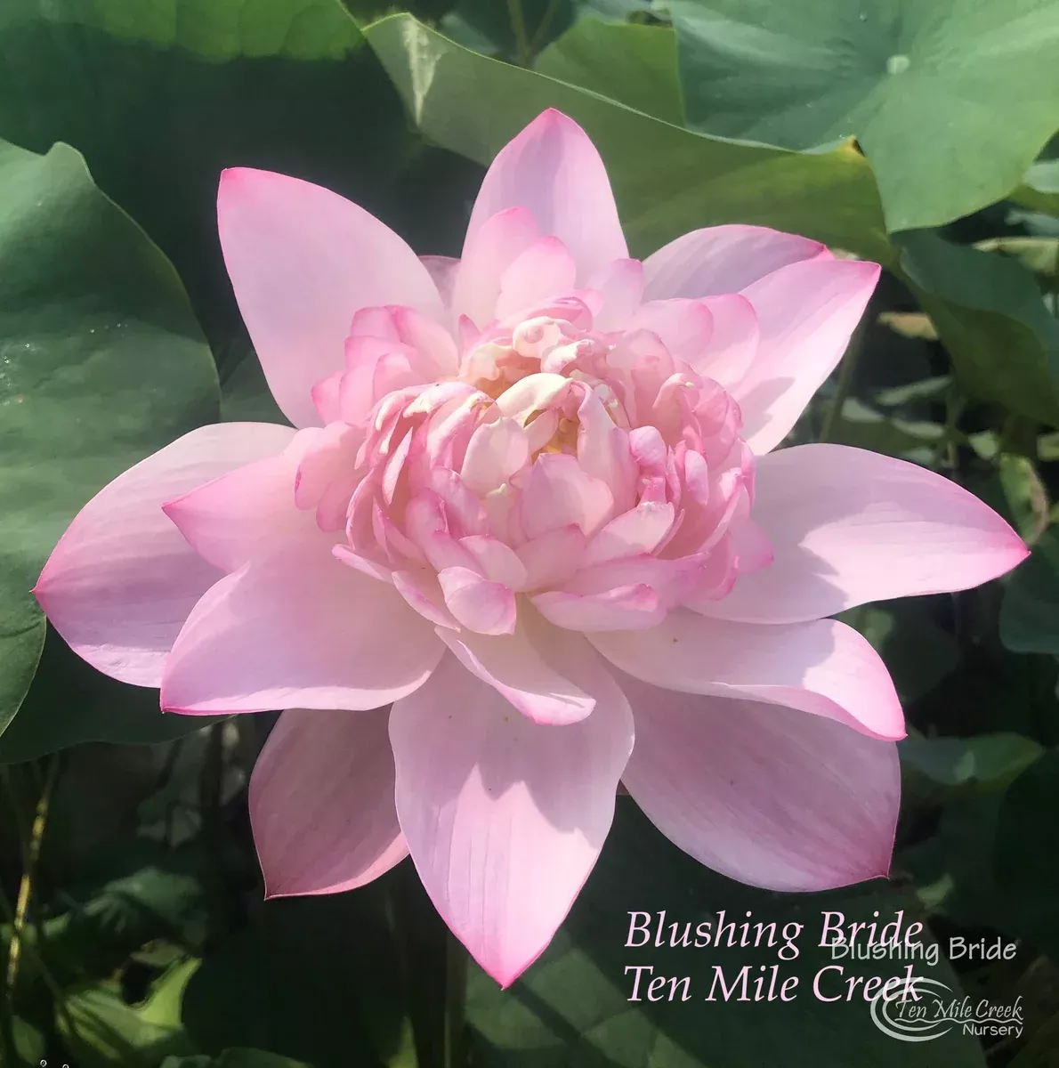 Blushing Bride Lotus - Perfect Bouquet Shape!