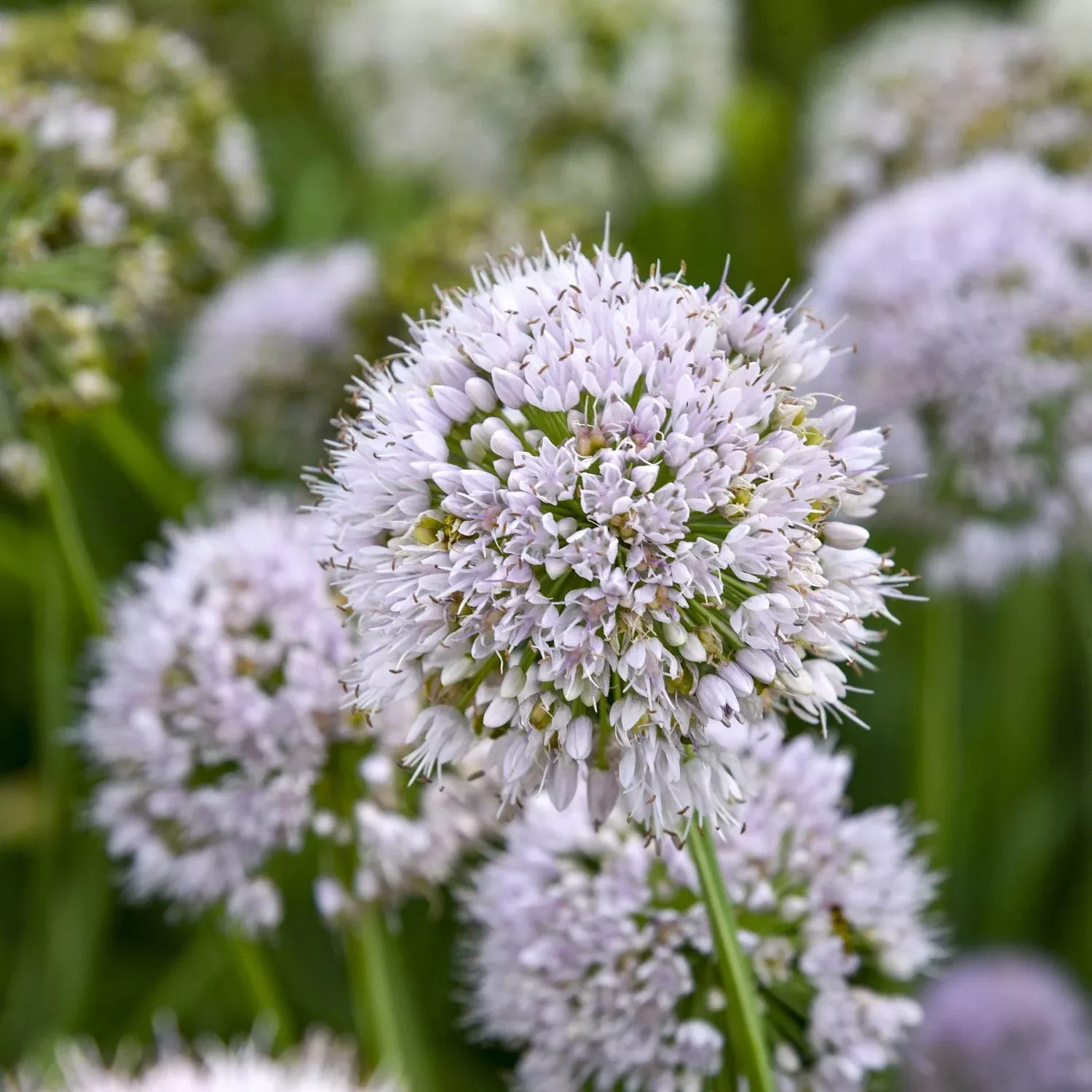 'Bobblehead' Allium