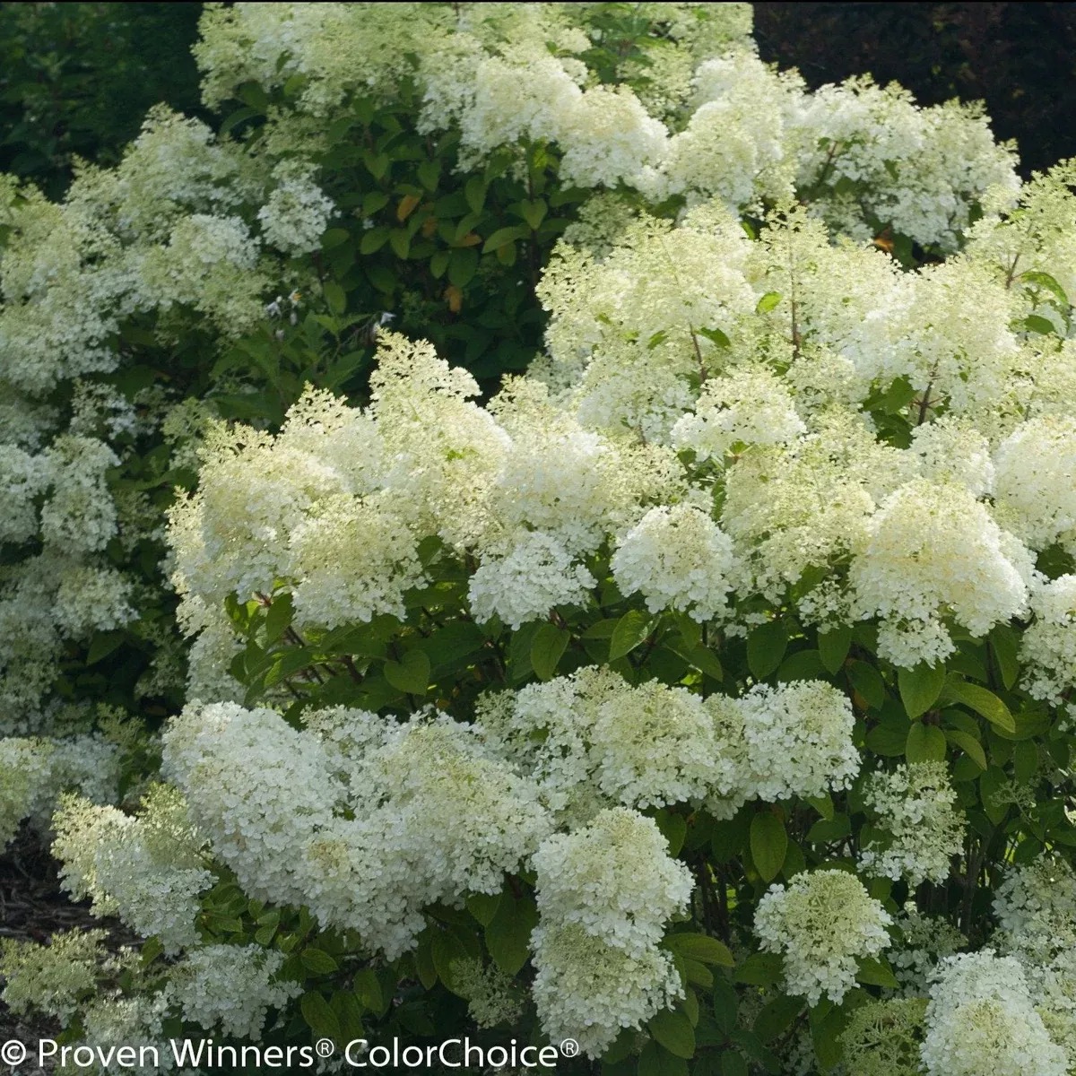 Bobo Hydrangea