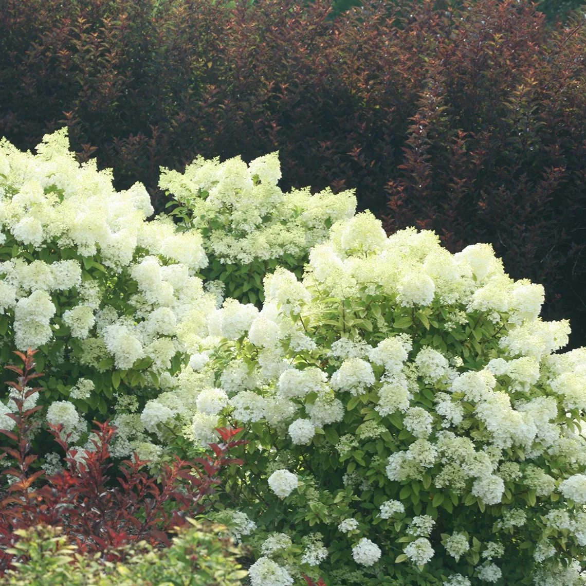 Bobo Panicle Hydrangea
