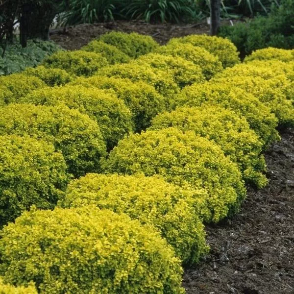 Bonanza Gold Barberry