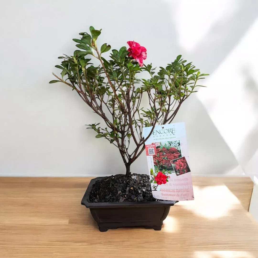 Bonsai Bonfire Azalea – Container-Trained P | Pixies Gardens