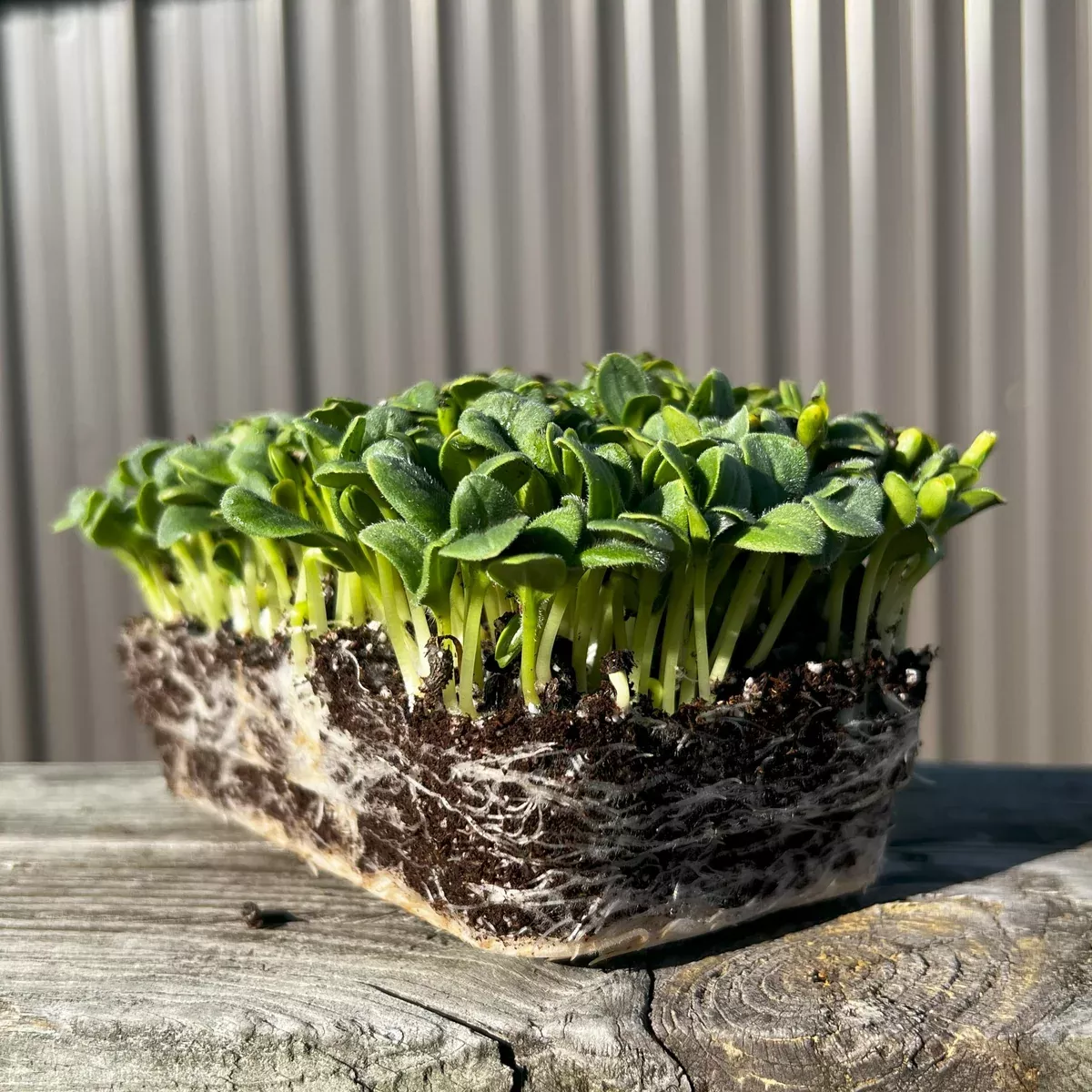 Borage Microgreens