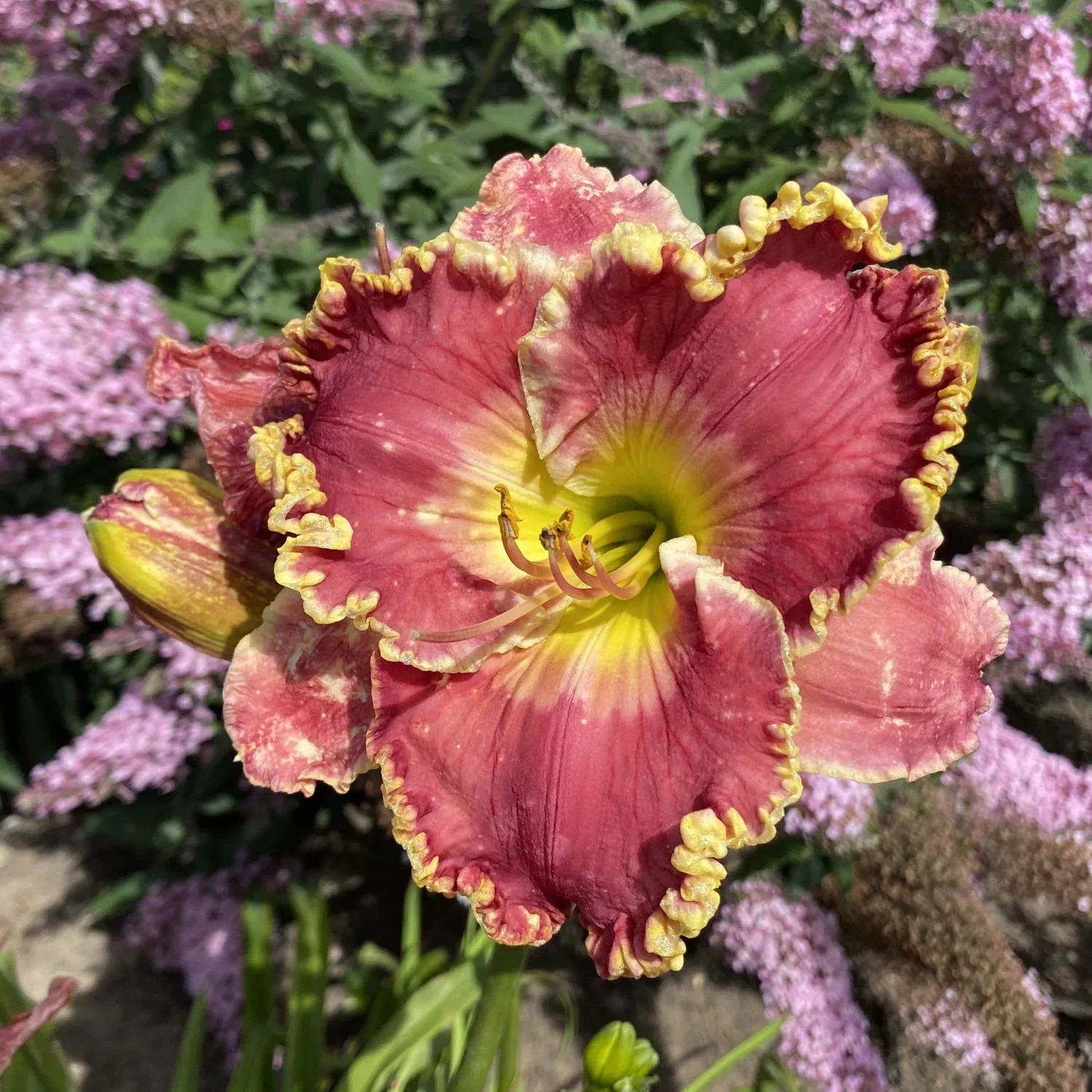 'Born To Run' Daylily (Hemerocallis)