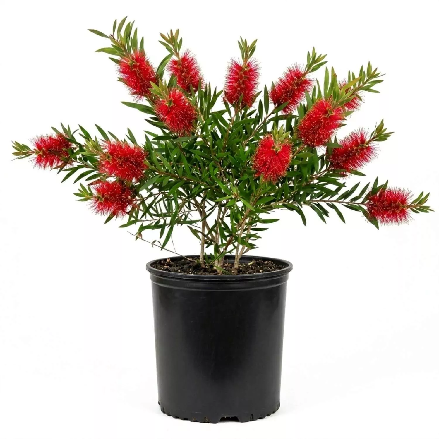 Bottlebrush Scarlet Compacta