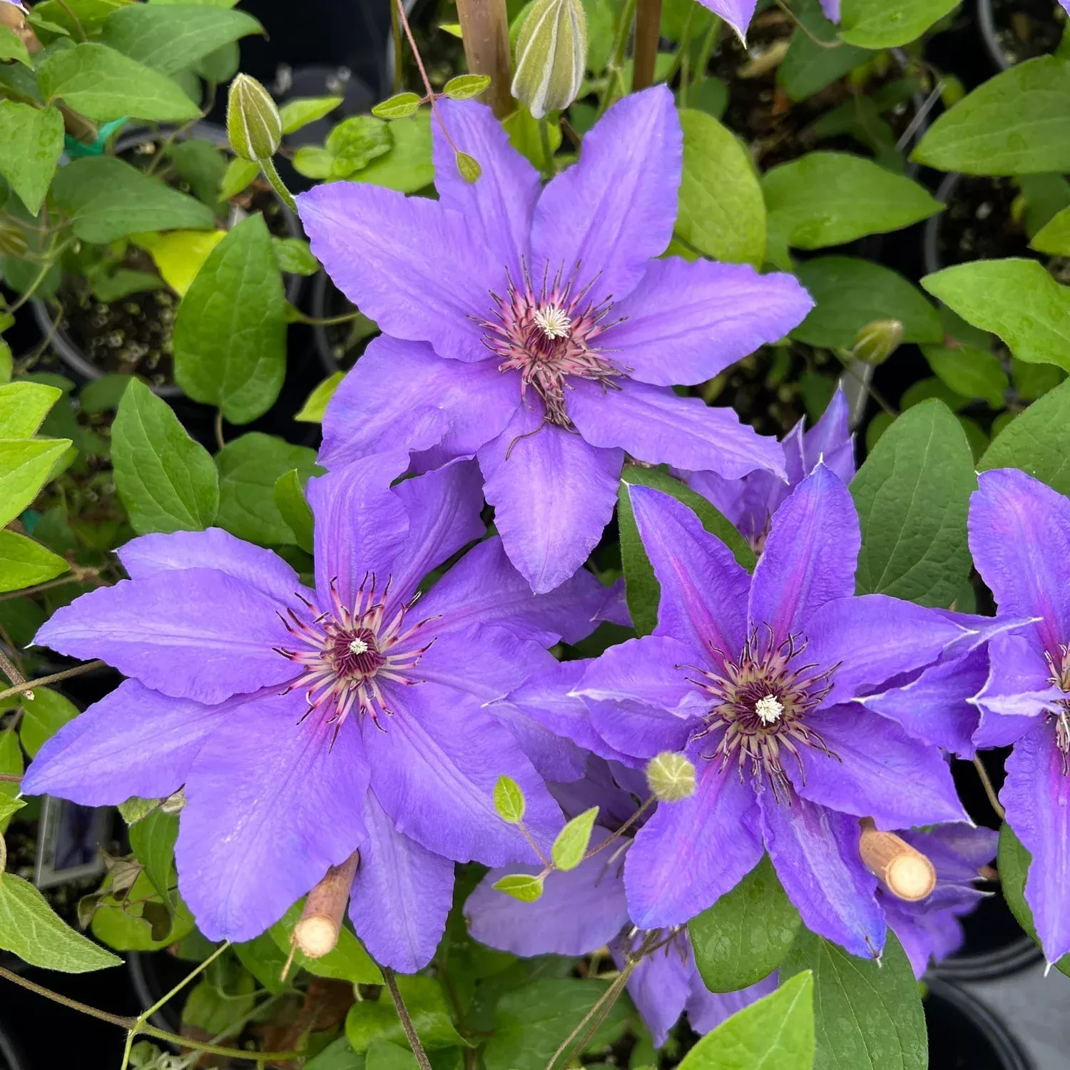 Boulevard Parisienne Clematis