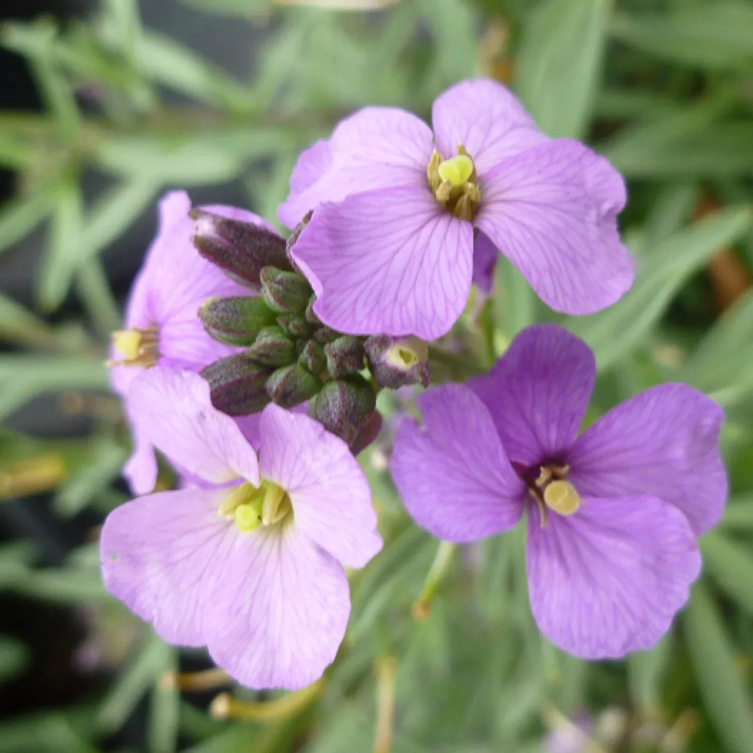 'Bowles Me Away' Wallflower (Erysimum)