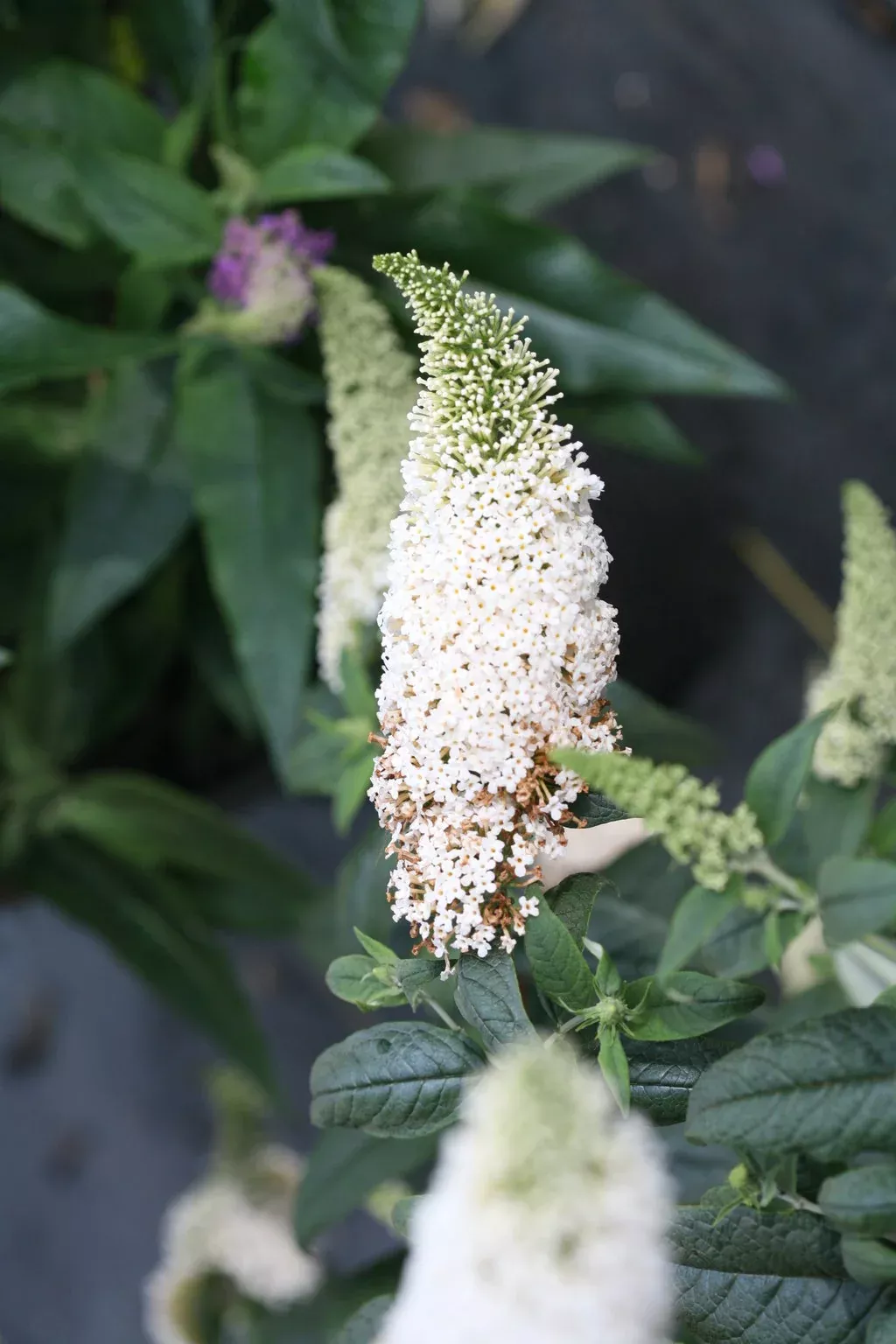 Buddleia Pugster White (PW)