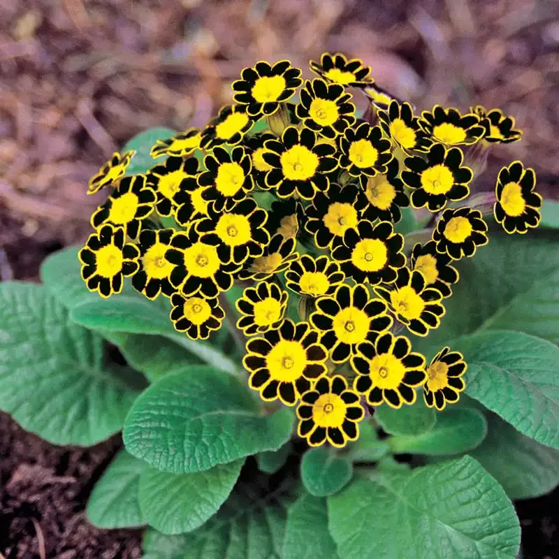 Bumble Bee Primrose