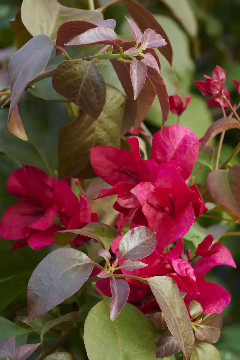 Burgundy Queen Bougainvillea