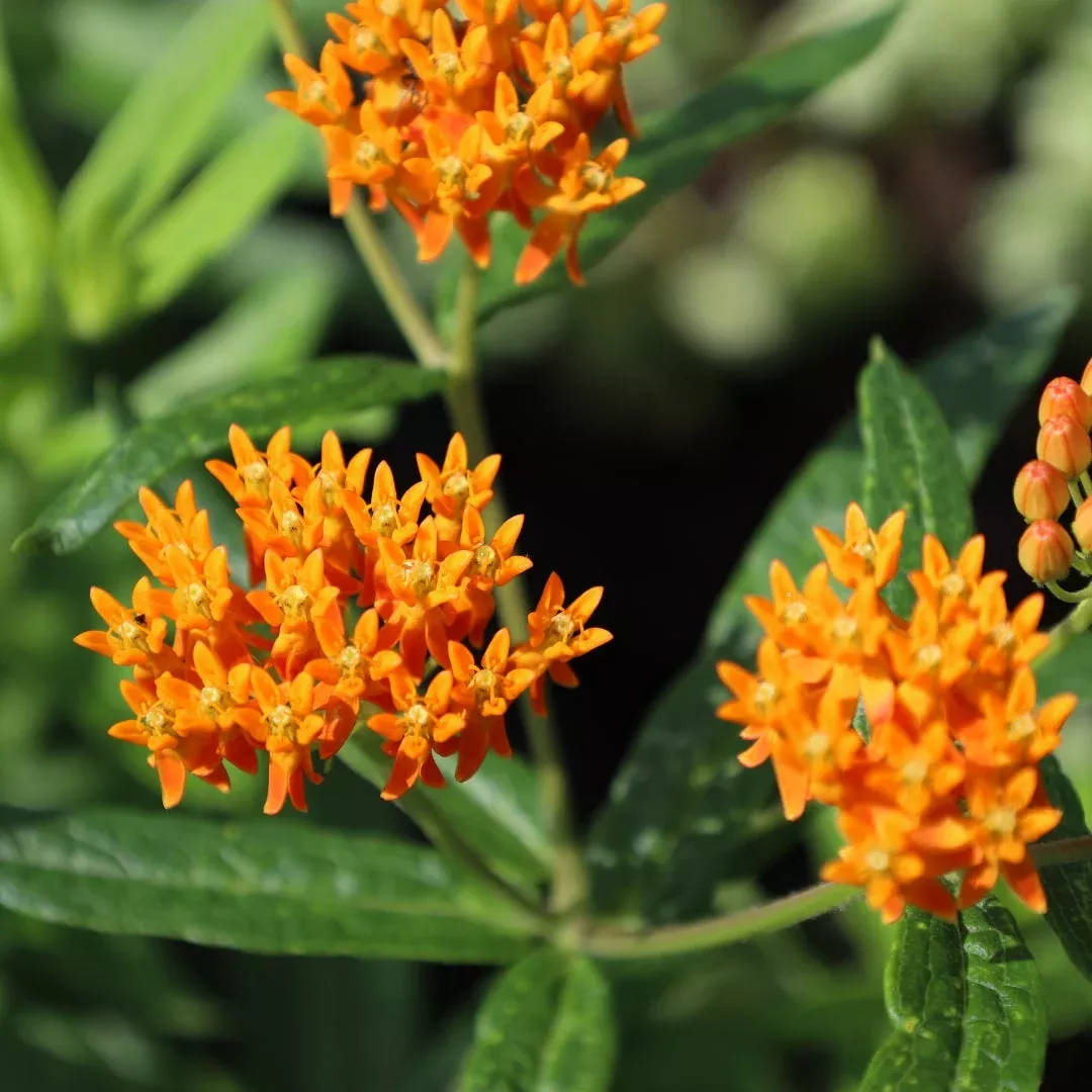 Butterfly Weed