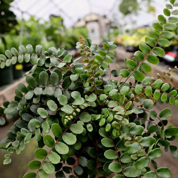 Button Fern