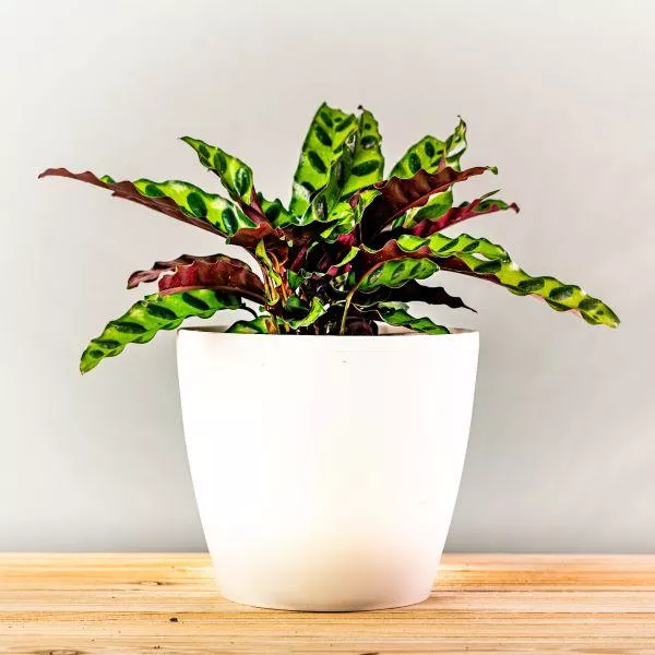 Calathea Rattlesnake