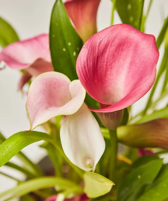Calla Lily