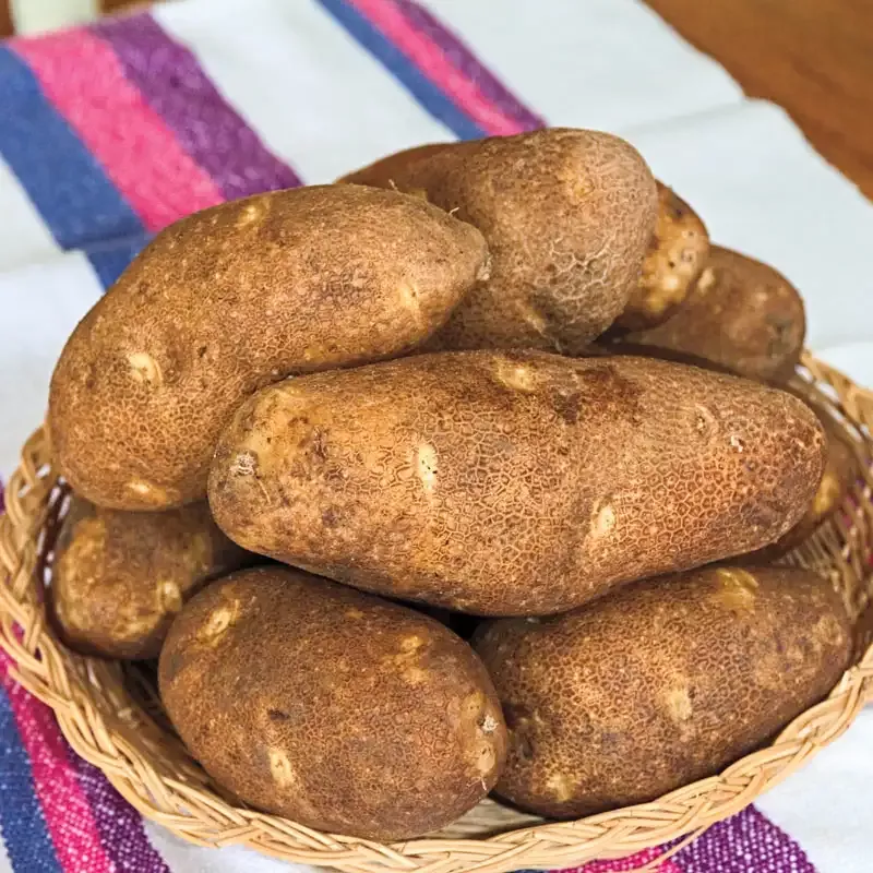 Canela Russet Potato - PVP Certified