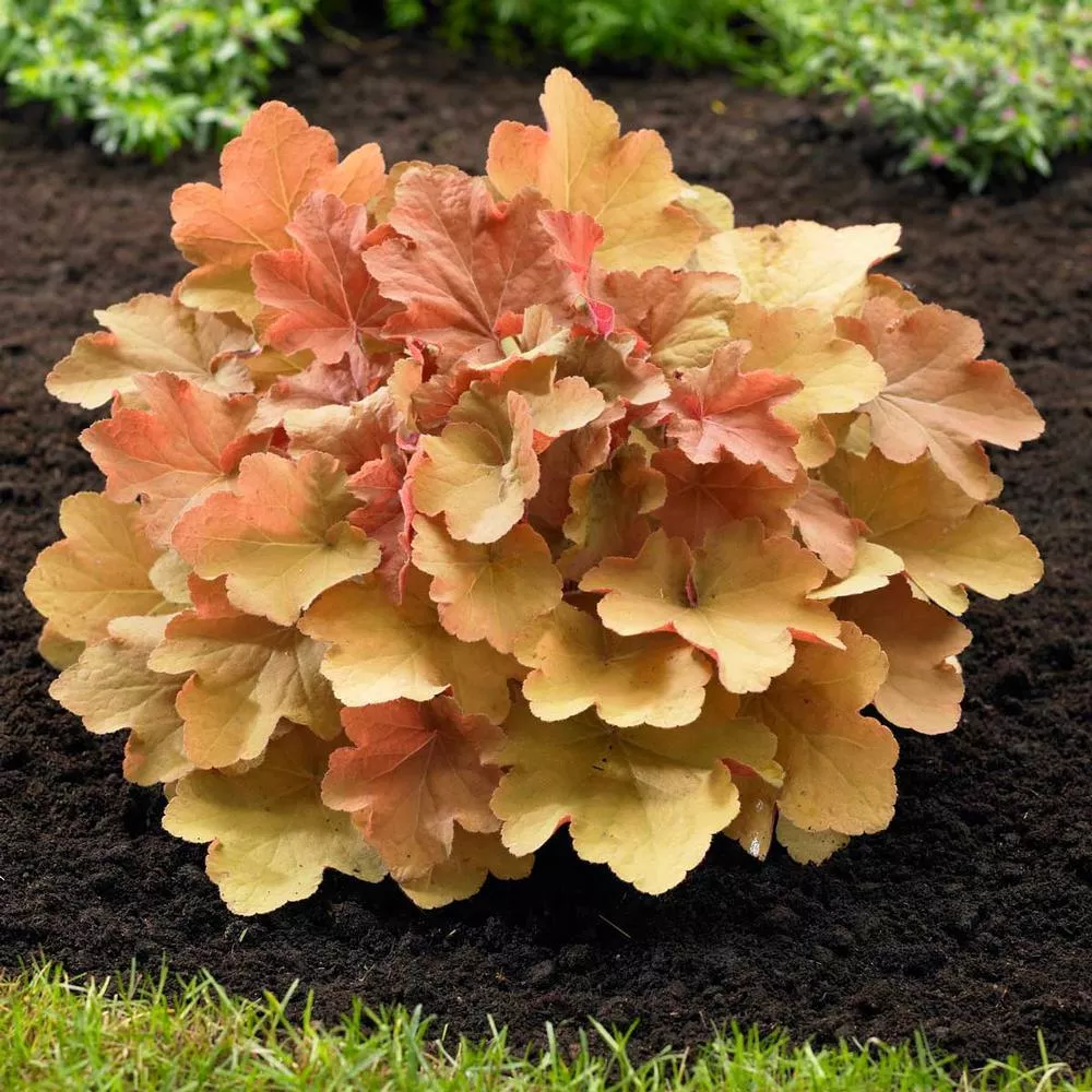 Caramel Heuchera
