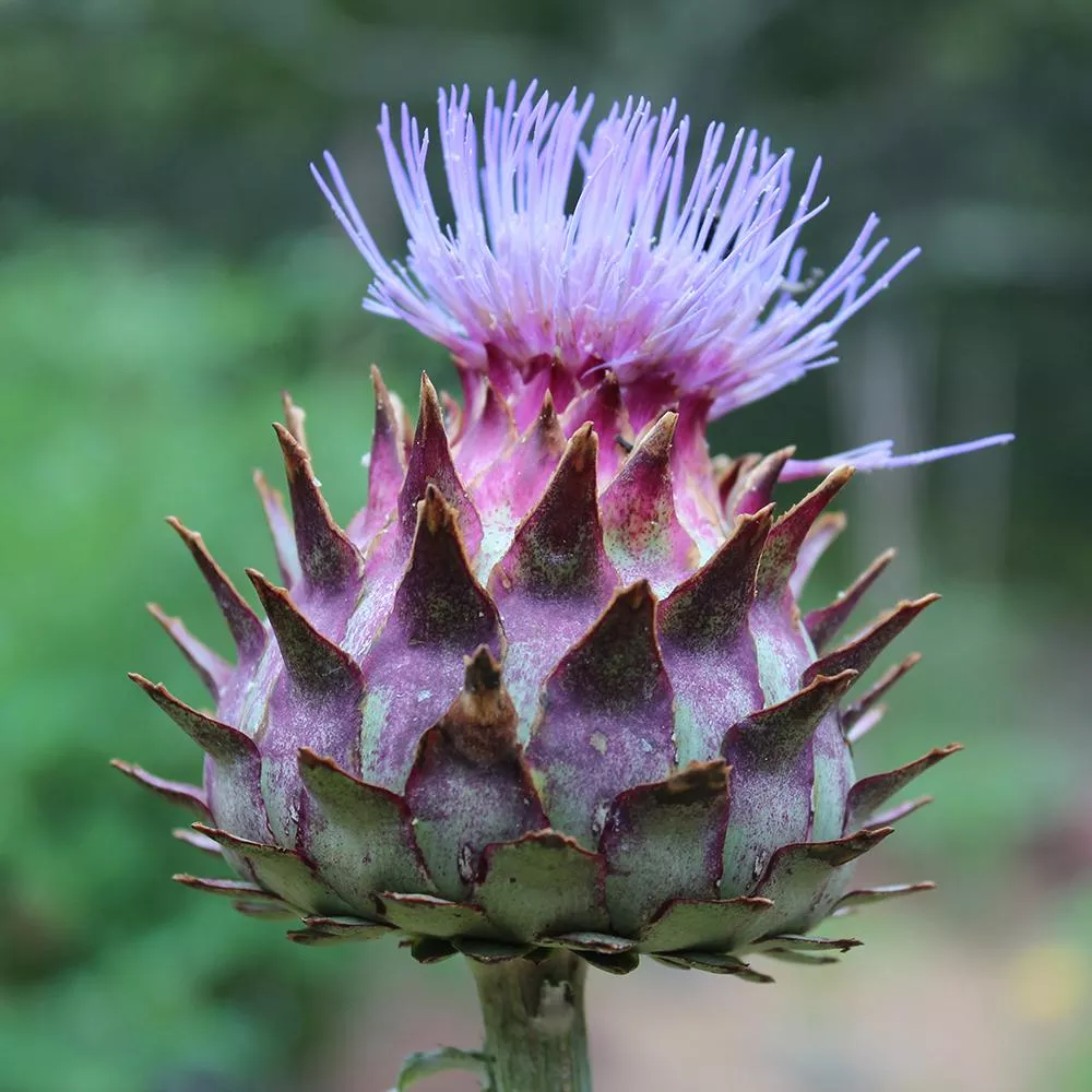 Cardoon Seeds - Large Smooth
