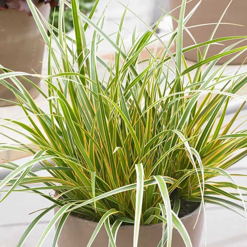 Carex EverColor ‘Everglow’