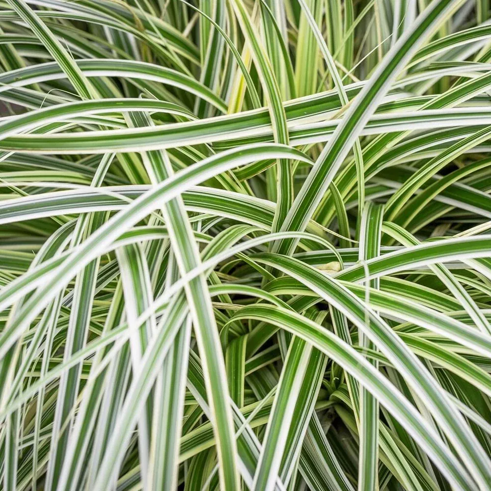 Carex Grass, Feather Falls #1