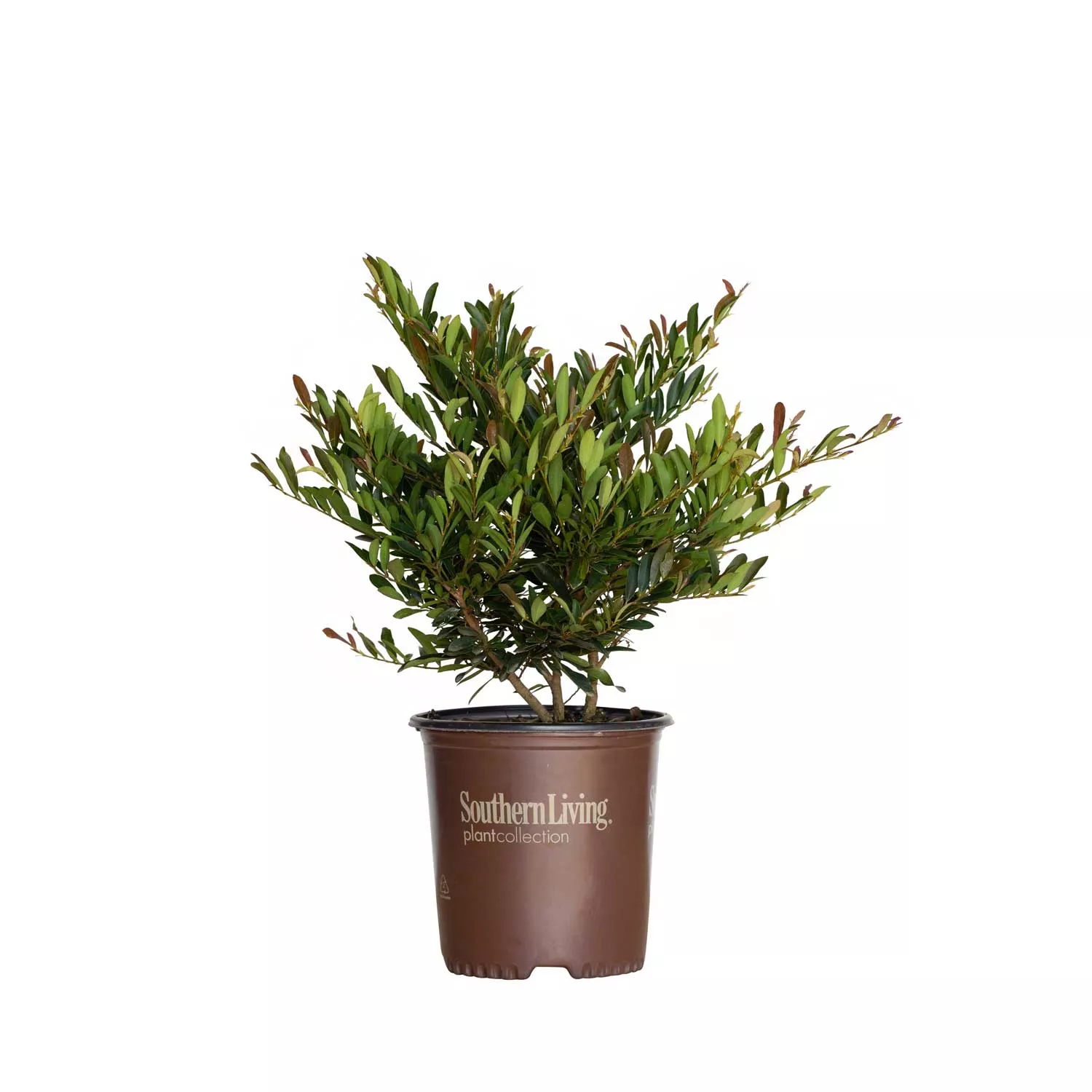 Cast in Bronze Distylium