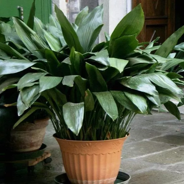 Cast Iron Plant