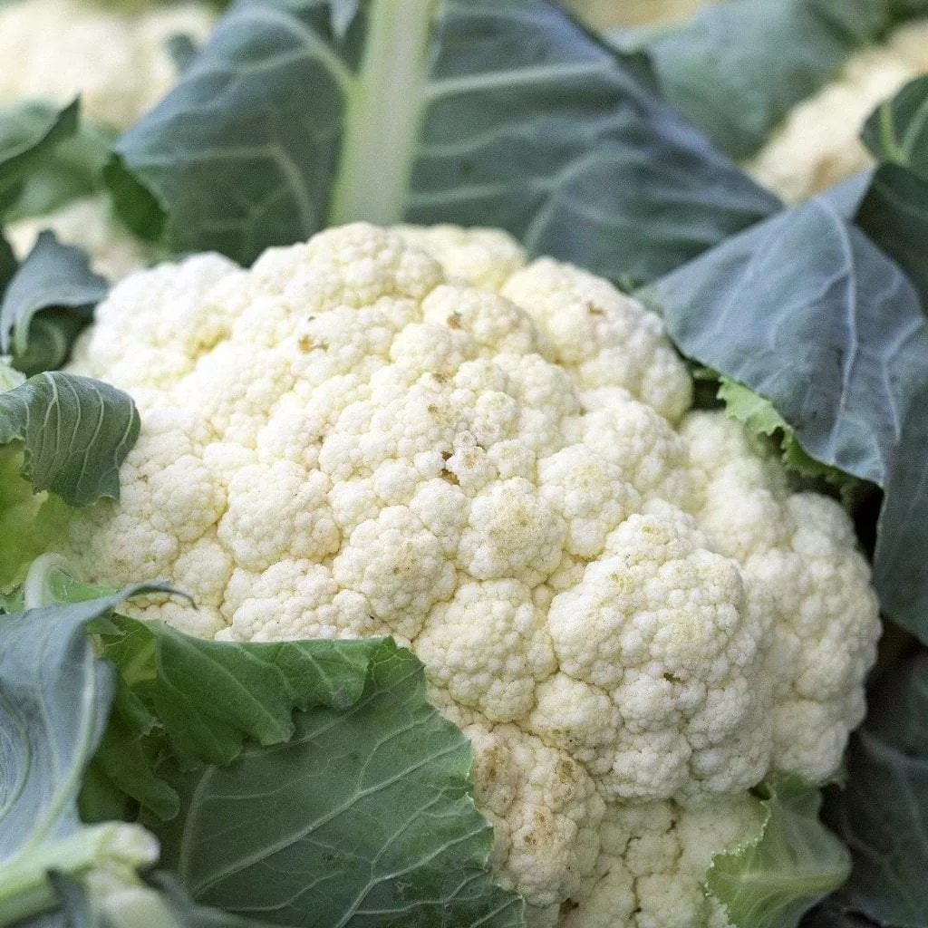 Cauliflower Seeds - Snowball Self-Blanching