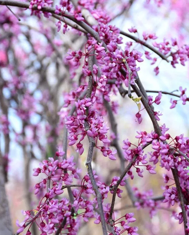 Cercis can. 'Pink Heartbreaker' #10C