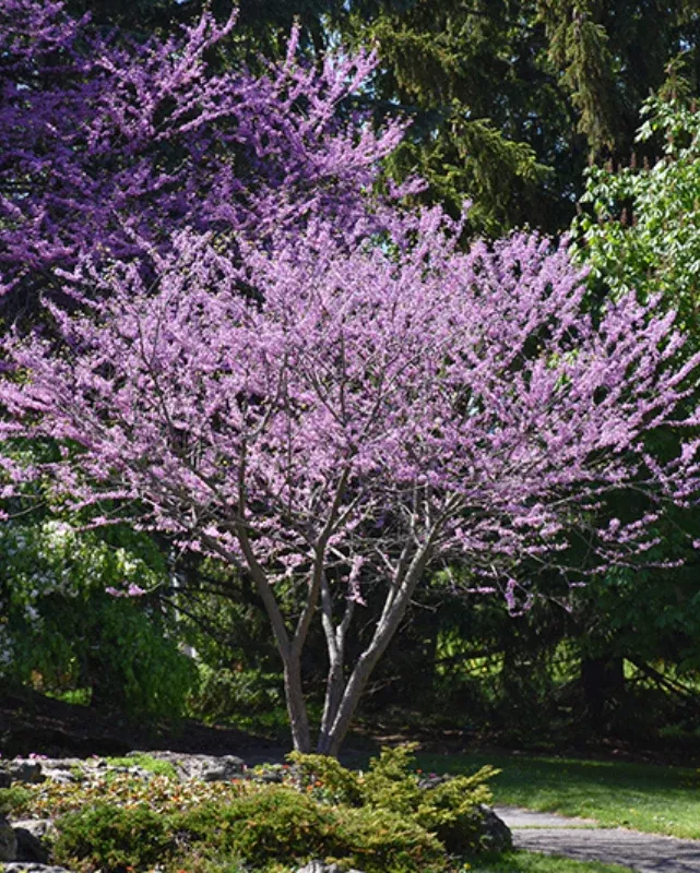 Cercis canadensis (Eastern Redbud) *TB*