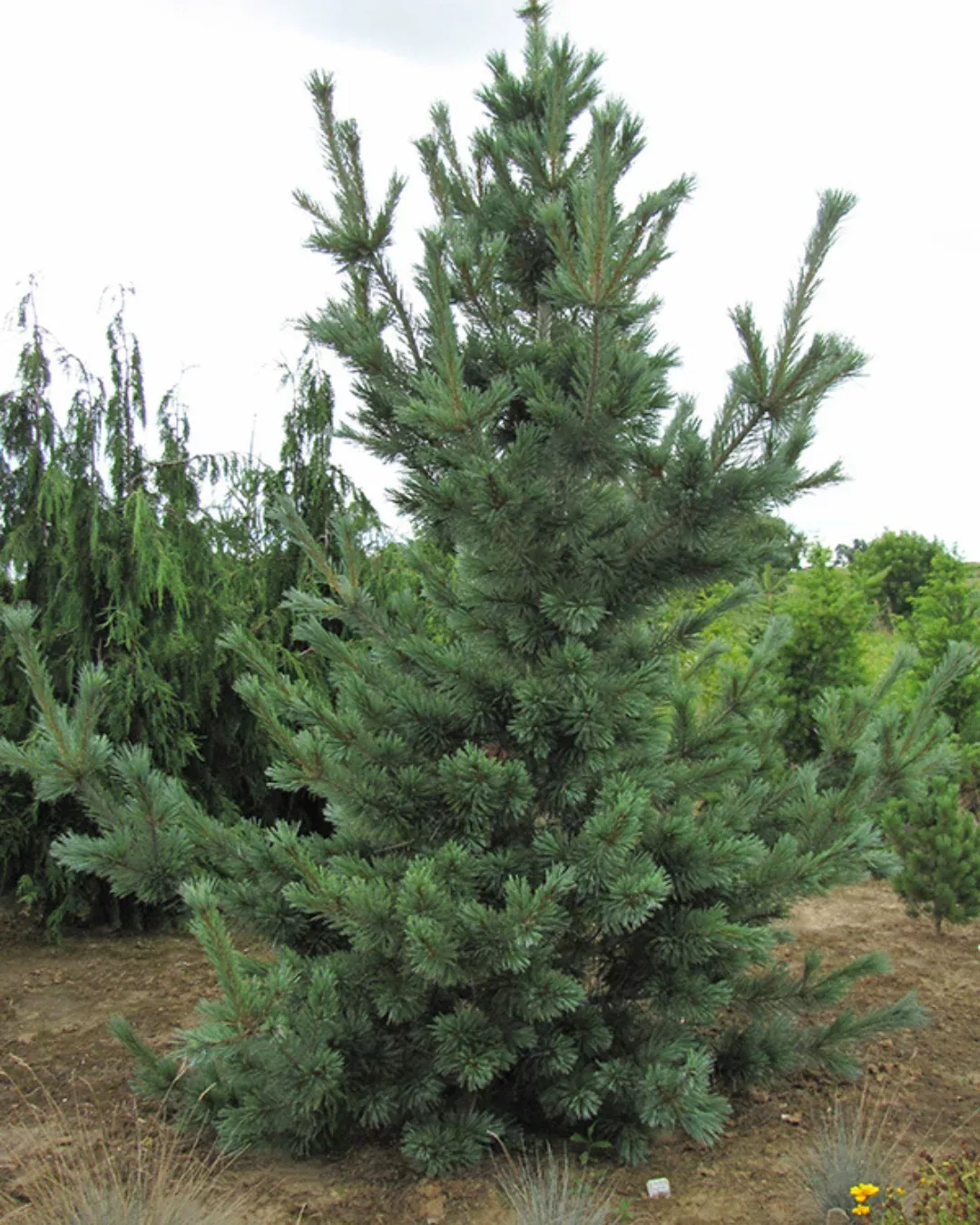 Cesarini Blue Pine #5 15"-18" cg