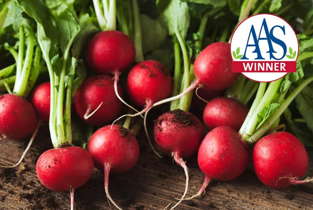 Champion Radish