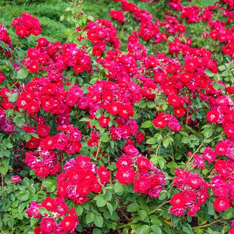 Champlain Shrub Rose