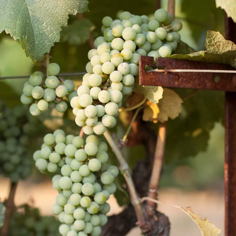 Chardonnay Wine Grape Vine