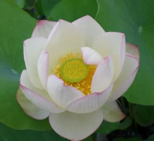 Chawan Basu - Simply Beautiful!