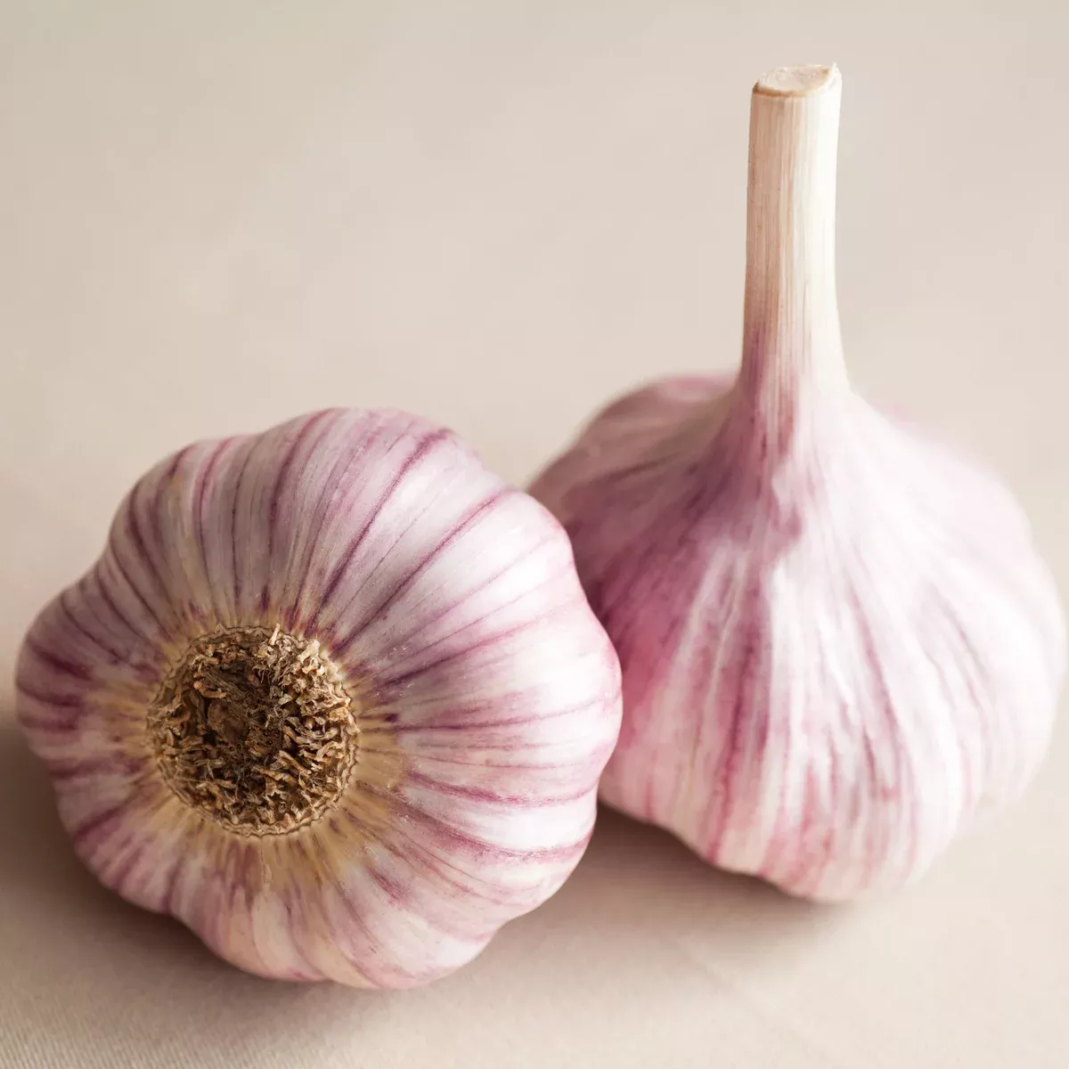Chesnok Red Garlic