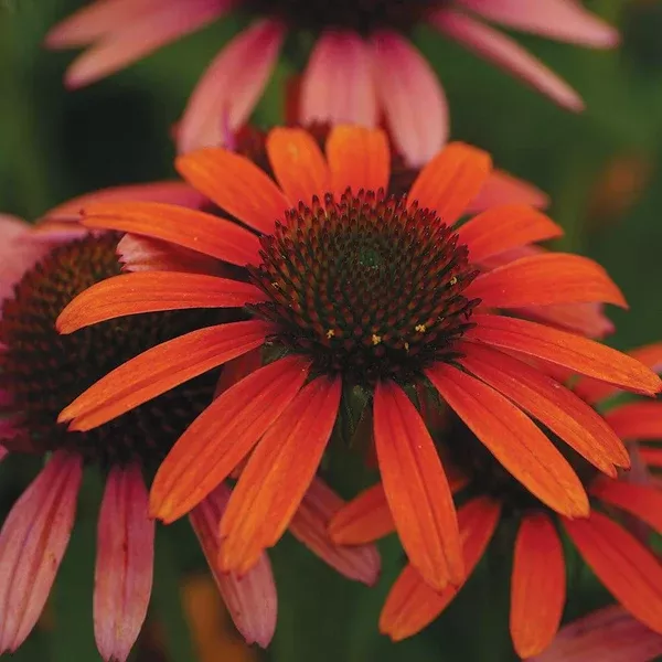 Cheyenne Spirit Coneflower #2 CG