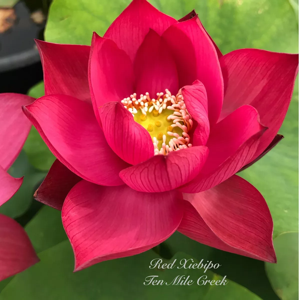 Chinese Red XIBEIPO Lotus - Red City Series
