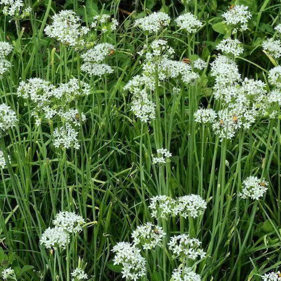 Chives Seed - Garlic Chives