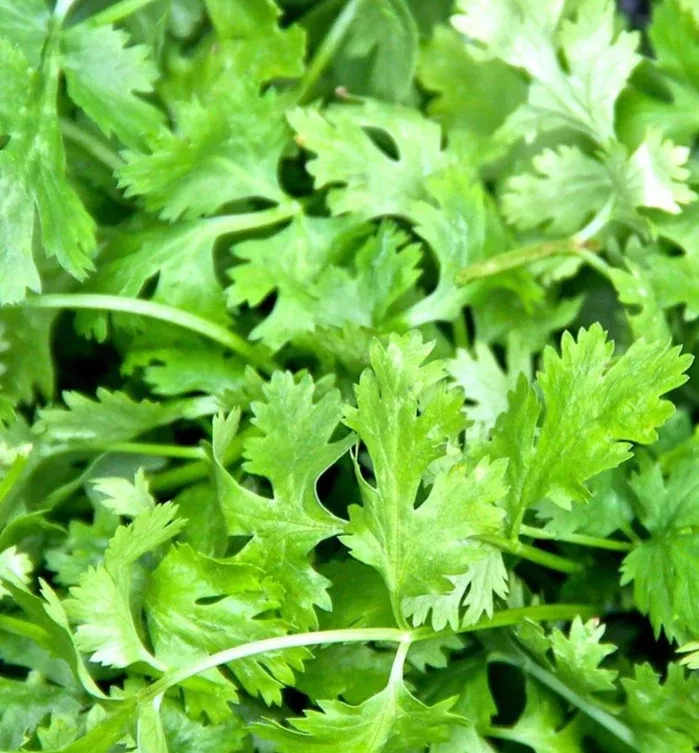 Cilantro Seeds