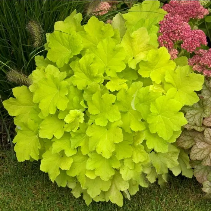 Citronelle Heuchera